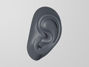 an ear 3D Model