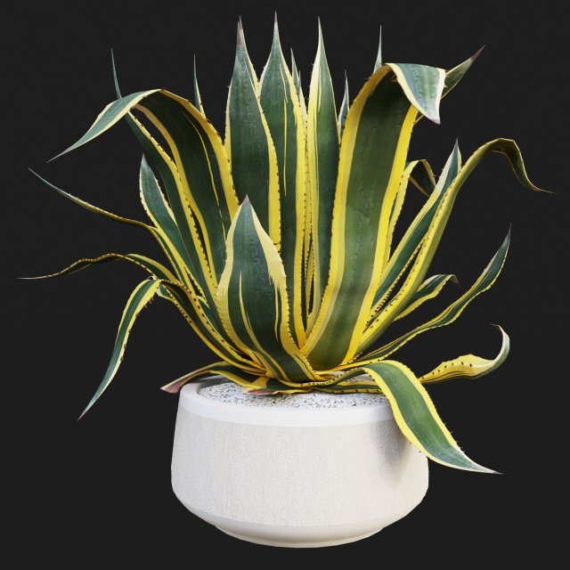 agave americana marginata Modelo 3D .c4d .max .obj .3ds .fbx .stl .blend 