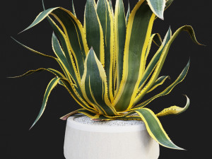 agave americana marginata Modèle 3D