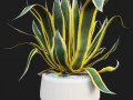 Agave americana marginata 3D Model