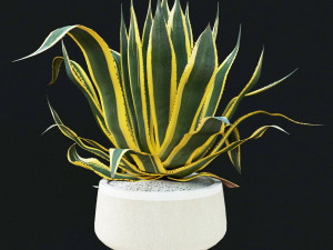 agave americana marginata Modelo 3D