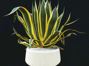 agave americana marginata 3D Model