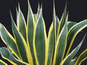 agave americana marginata Modelo 3D
