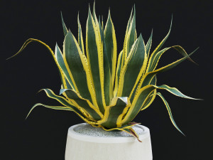 agave americana marginata Modelo 3D