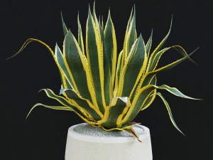 agave americana marginata 3D Model
