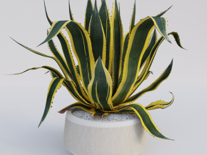 agave americana marginata Modelo 3D