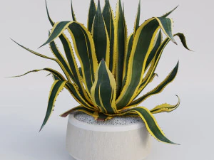 agave americana marginata 3D Model