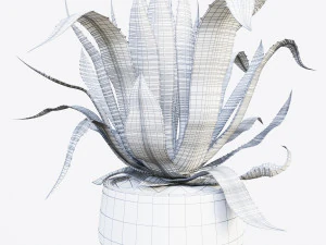 agave americana marginata 3D Model