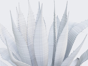 agave americana marginata Modelo 3D
