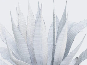 agave americana marginata 3D Model