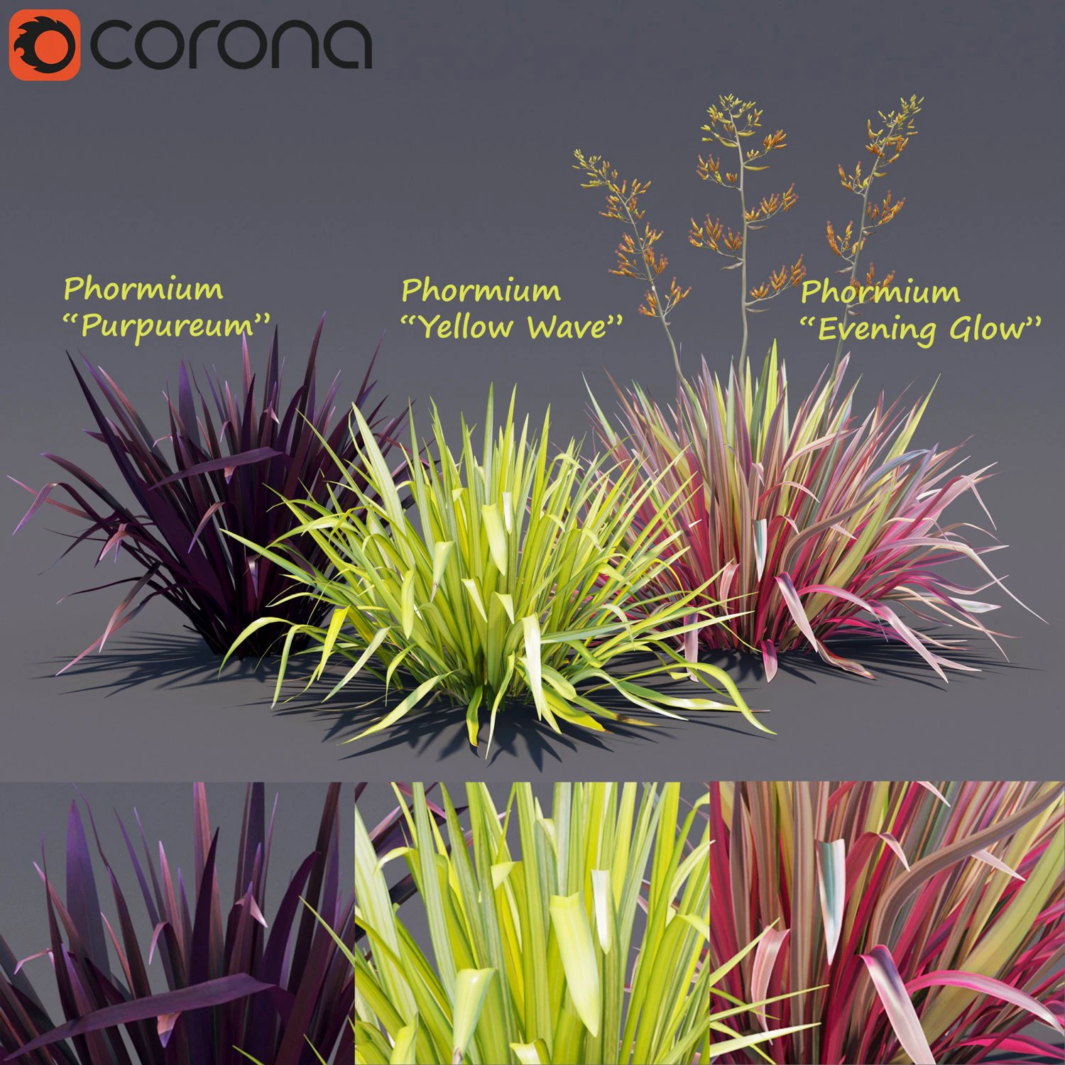 phormium 3D Model .c4d .max .obj .3ds .fbx .stl .blend 