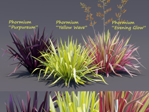 phormium 3D Model