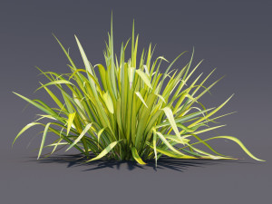 phormium Model 3D