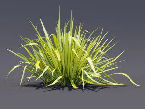phormium 3D Model