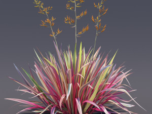 phormium Model 3D