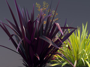 phormium Model 3D