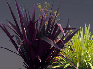 phormium 3D Model