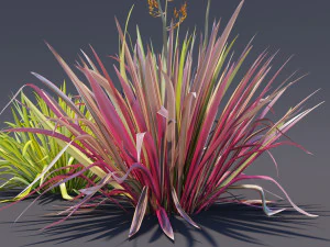phormium 3D Model