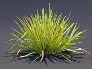phormium Model 3D
