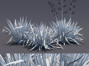 phormium Model 3D