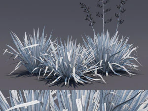 phormium 3D Model