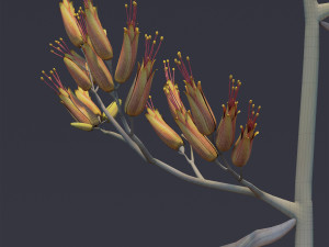 phormium Model 3D