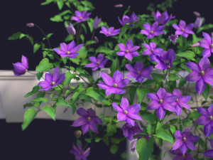 garden arch 01 with clematis Modelo 3D