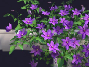 garden arch 01 with clematis 3D Model