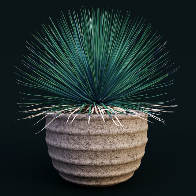 agave stricta Model 3D .c4d .max .obj .3ds .fbx .stl .blend 