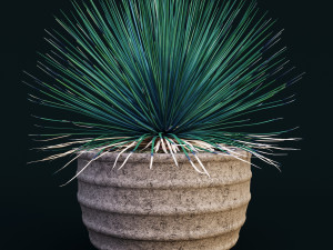 agave stricta Modèle 3D