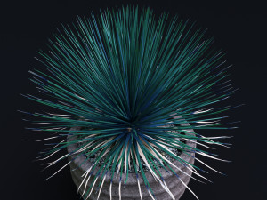 agave stricta Model 3D