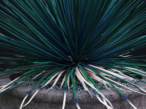 agave stricta Model 3D