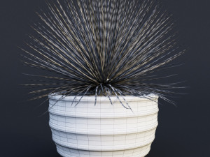 agave stricta Model 3D