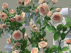 garden arch 02 climbing peony rose 3D 模型