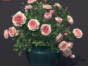 rose bush in the pot 1 3Dモデル