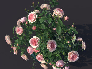 rose bush in the pot 1 3Dモデル