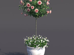 rose bush in the pot 2 Model 3D