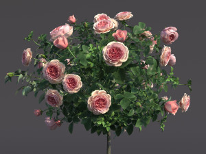 rose bush in the pot 2 Model 3D