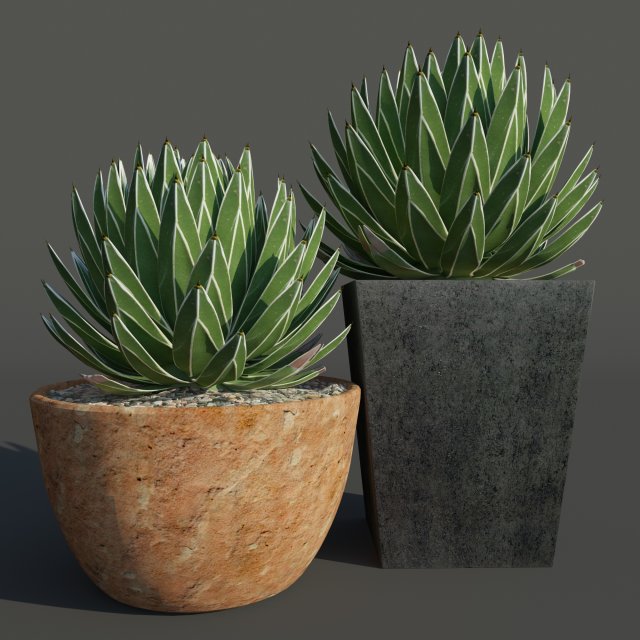 agave victoriae reginae 3D Model .c4d .max .obj .3ds .fbx .stl .blend 