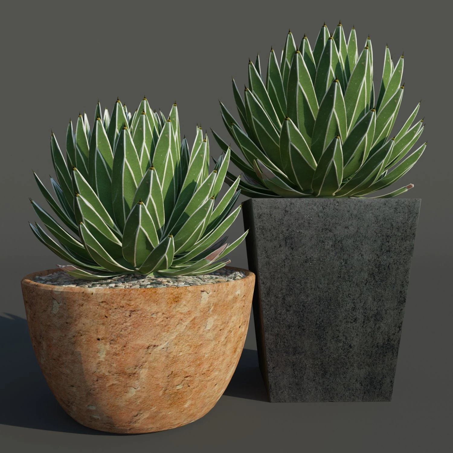 agave victoriae reginae 3D Model .c4d .max .obj .3ds .fbx .stl .blend