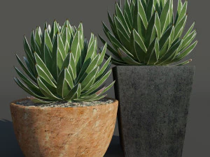agave victoriae reginae Modèle 3D