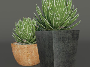 agave victoriae reginae 3D Model