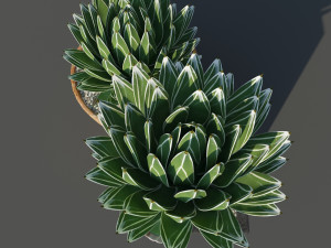 agave victoriae reginae 3D Model