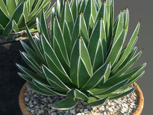 agave victoriae reginae 3D Model