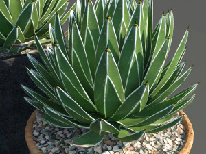 agave victoriae reginae 3D Model