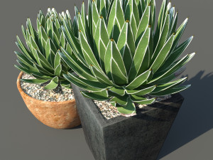 agave victoriae reginae 3D Model