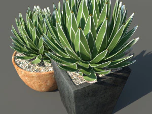 agave victoriae reginae 3D Model