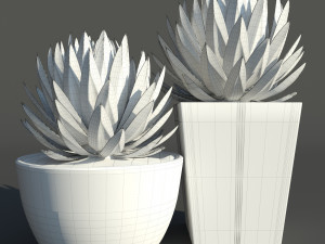 agave victoriae reginae 3D Model