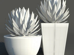 agave victoriae reginae 3D Model
