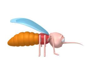 mosquito cartoon 3D Model